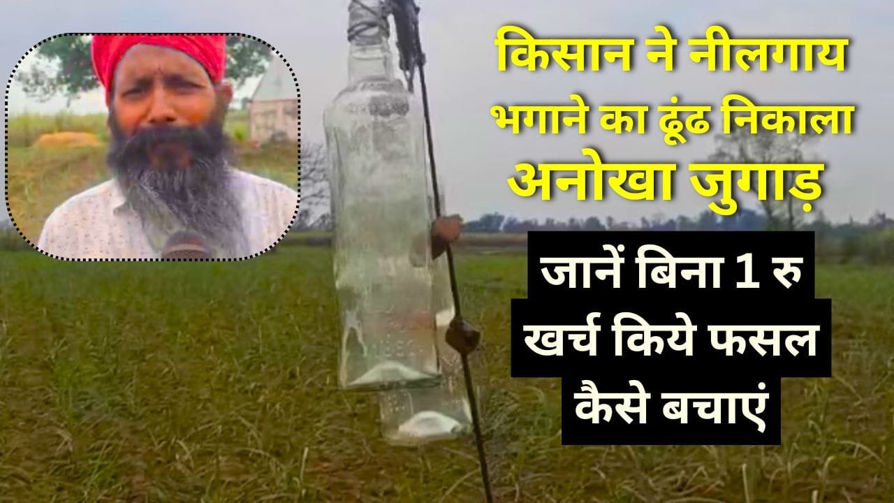 नीलगाय को खेत से भगाने का अनोखा तरीका