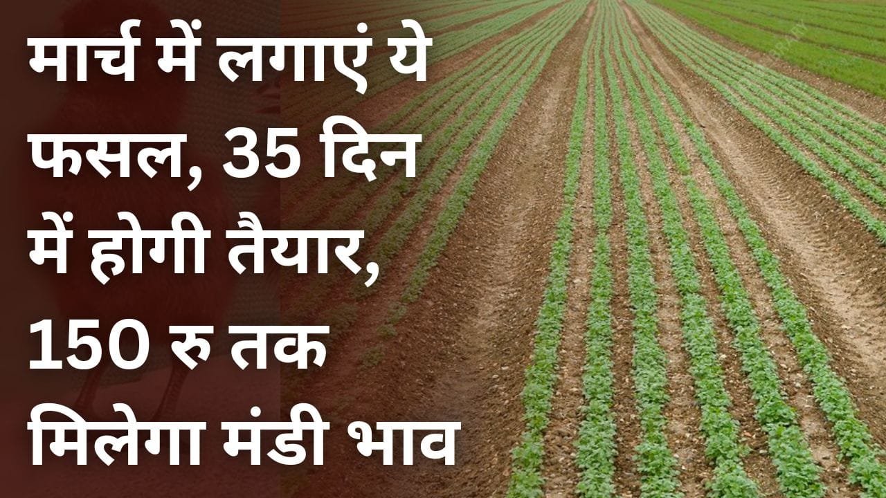 हरा धनिया