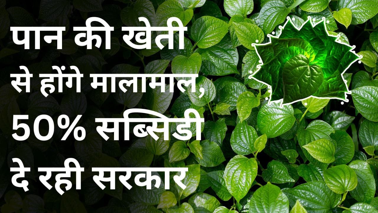 पान की खेती पर सब्सिडी