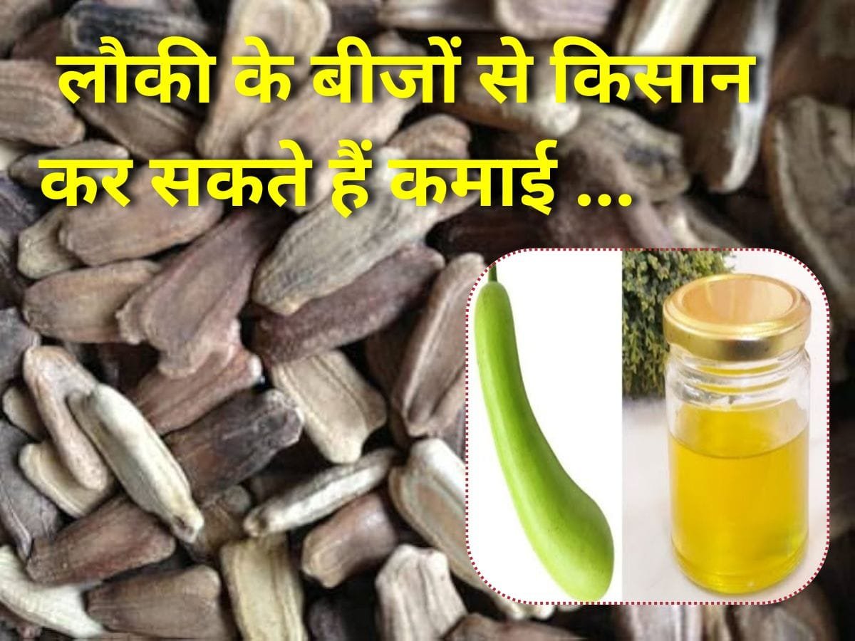 लौकी के बीजों