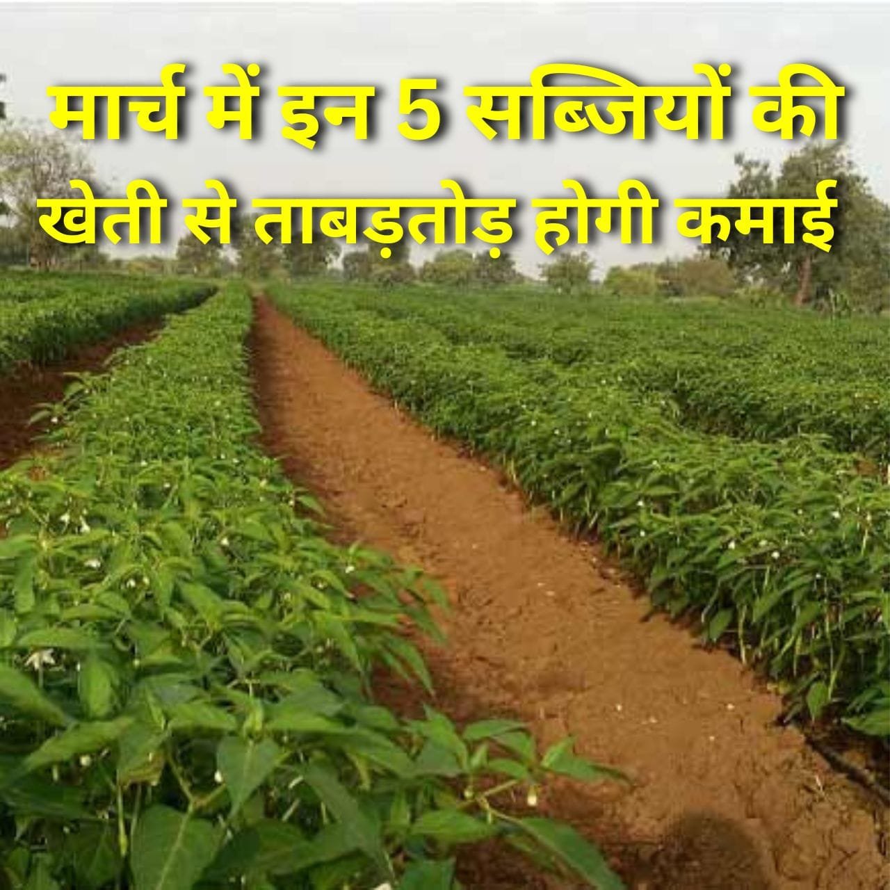 मार्च में सब्जी की खेती से भरना है जेब? तो जानें 5 बंपर उत्पादन के साथ मंडी में धड़ाधड़ बिकने वाली सब्जियों के नाम