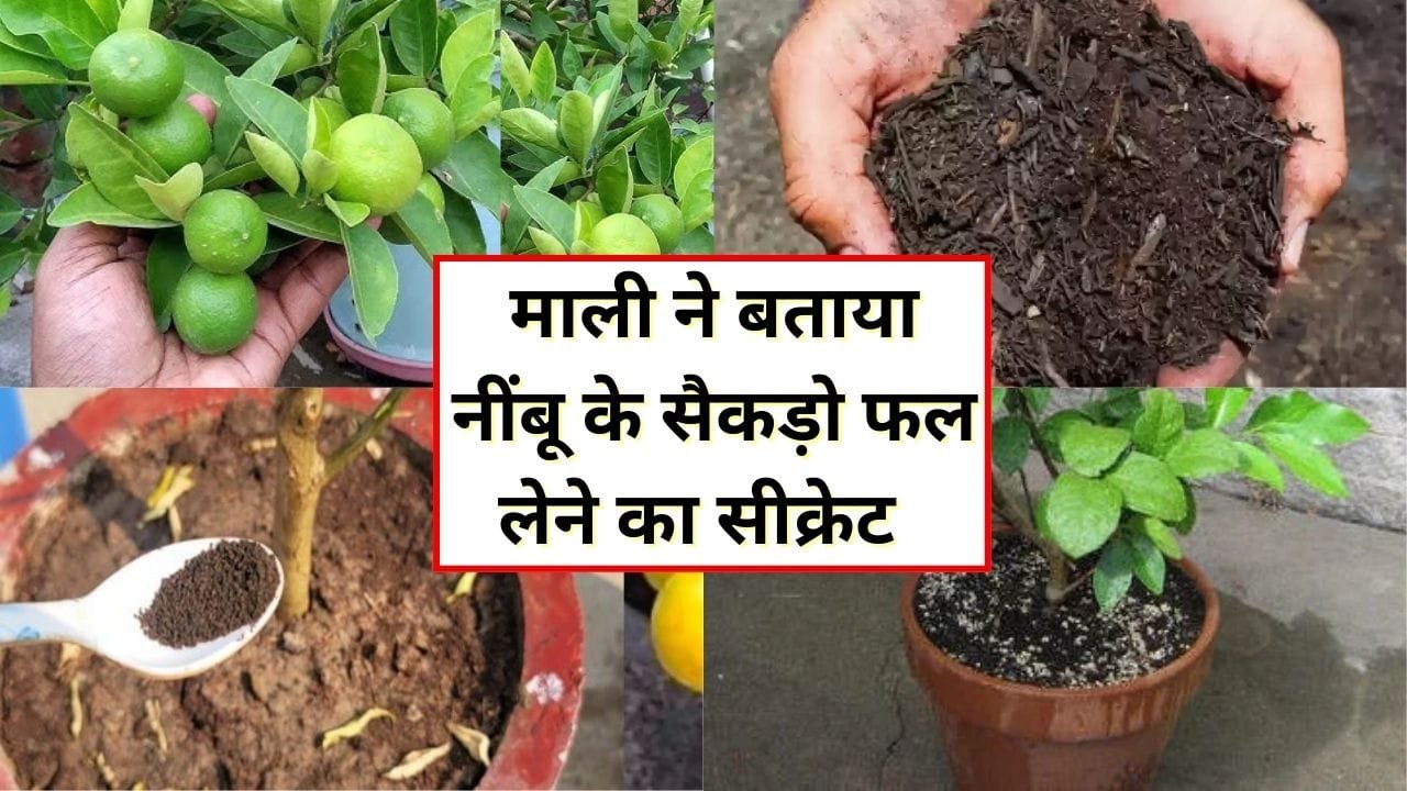 नींबू के लिए खाद