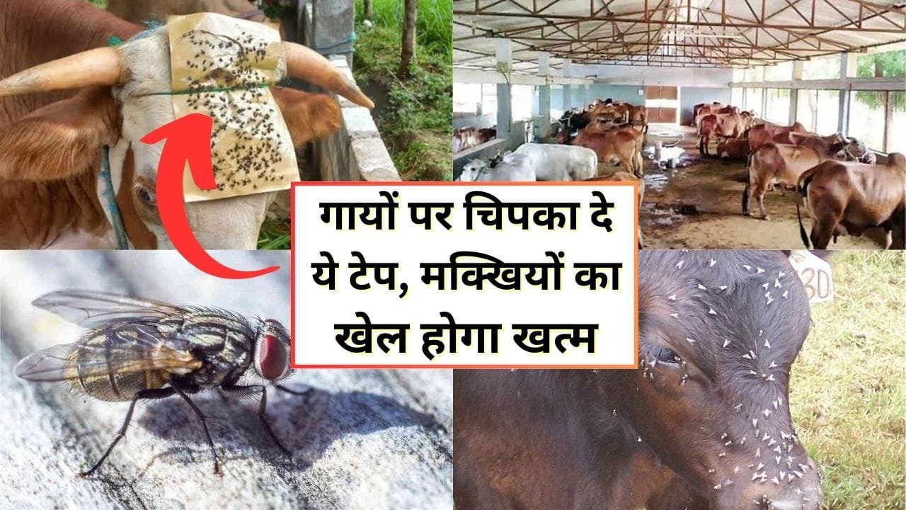 मक्खी भगाने का जुगाड़