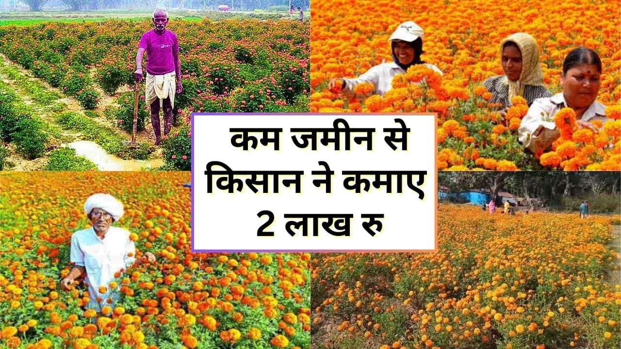 गेंदा की खेती