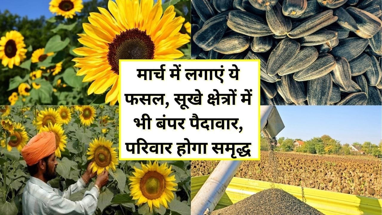 सूरजमुखी की खेती कैसे करें