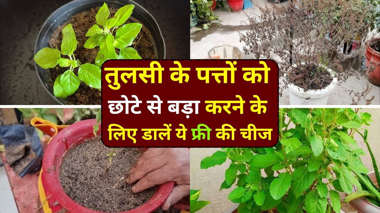 तुलसी के लिए खाद