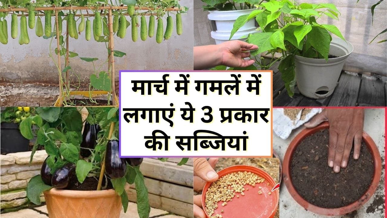 गमले में सब्जी