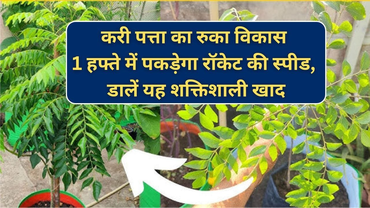 करी पत्ता में डालें यह खाद