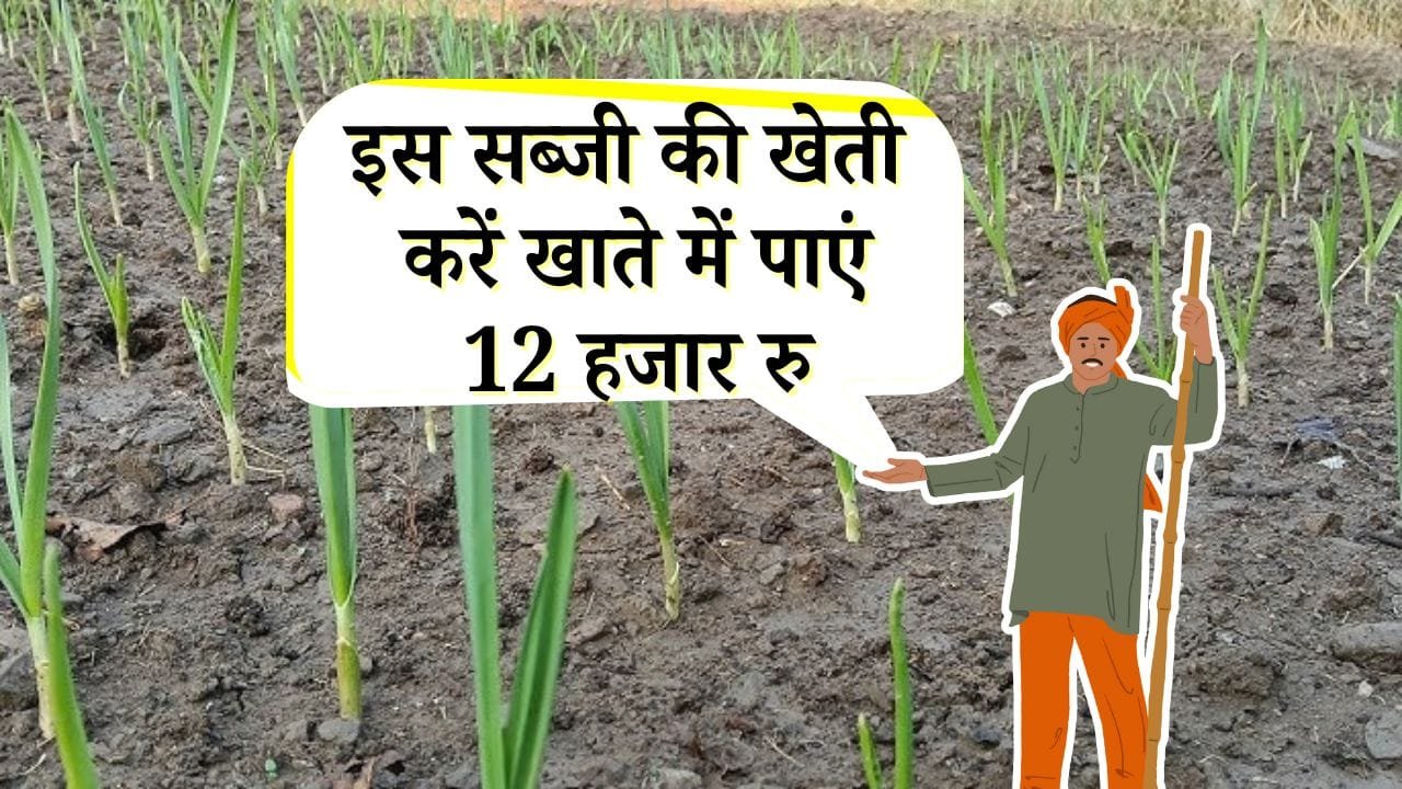 लहसुन की खेती