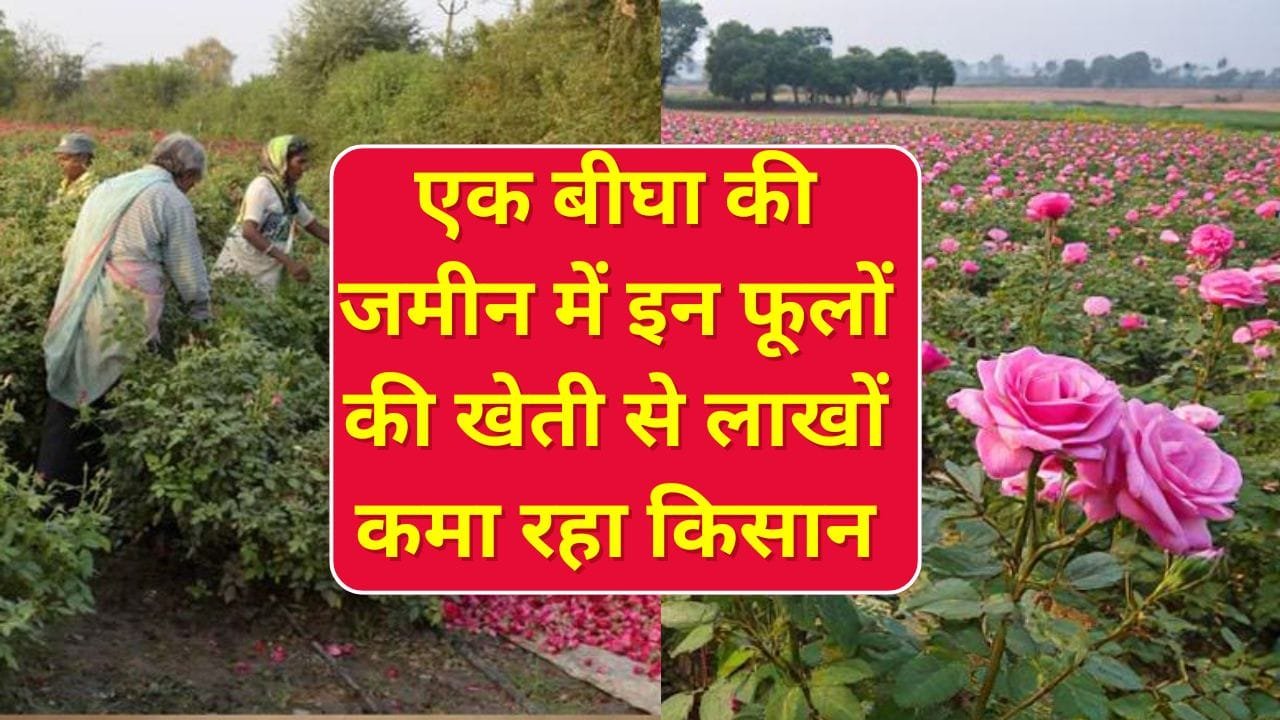 गुलाब की खेती