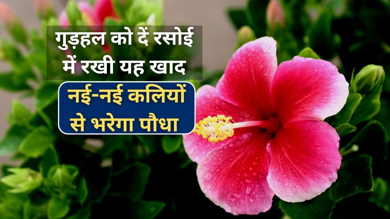 आलू की खाद