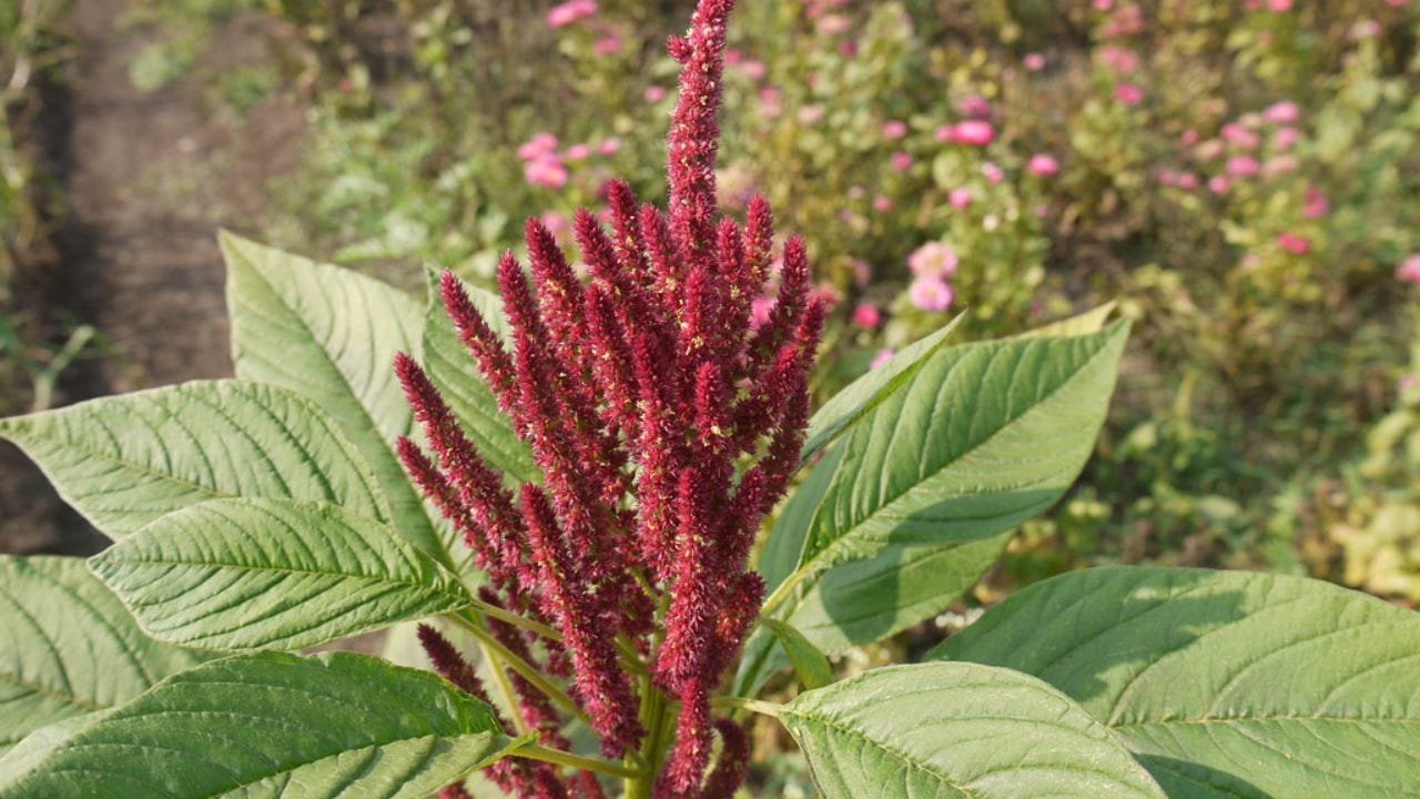 रामदाना