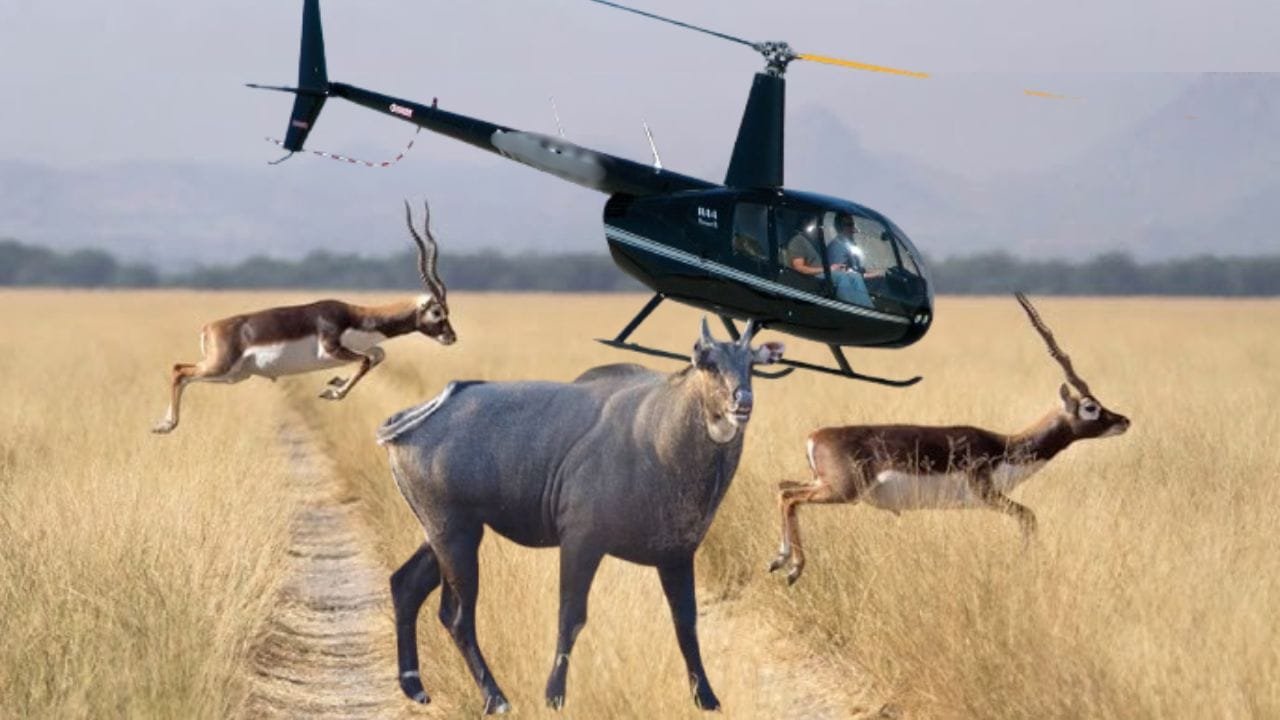 हेलीकॉप्टर से जंगल जाएंगे पशु