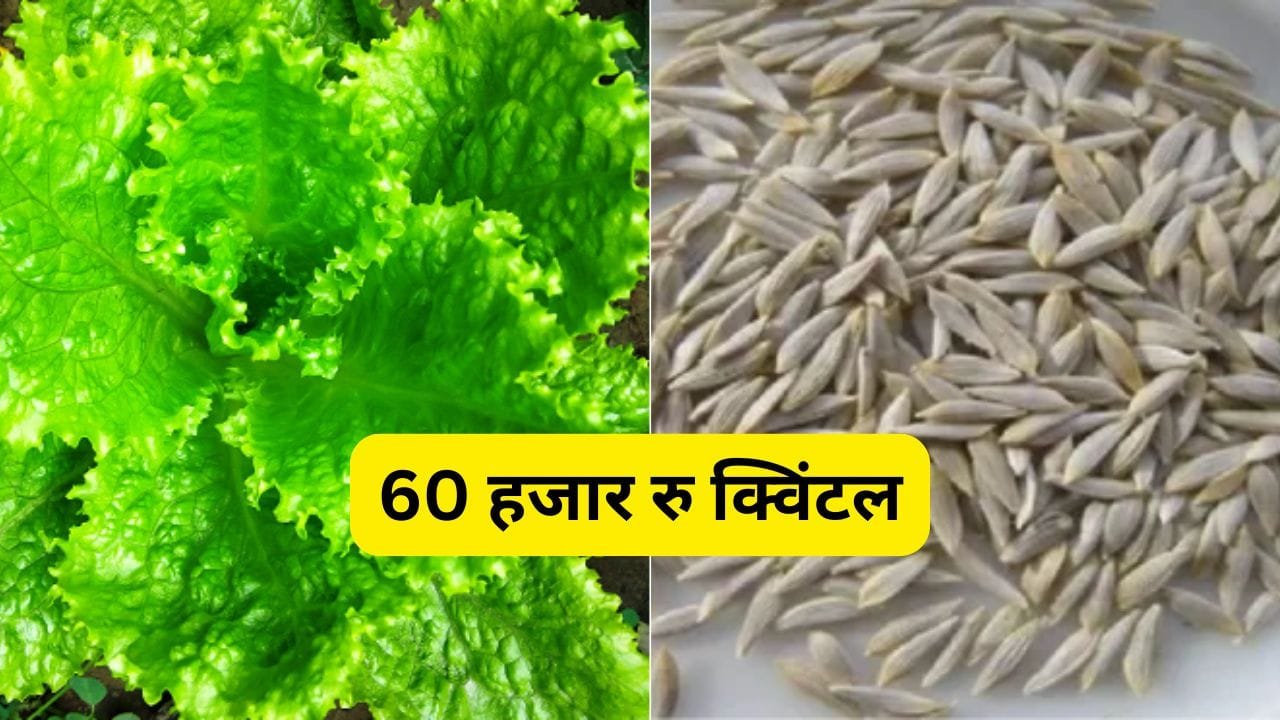 काहू की खेती