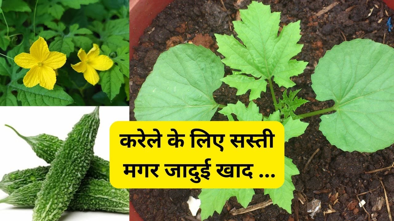 जैविक खाद