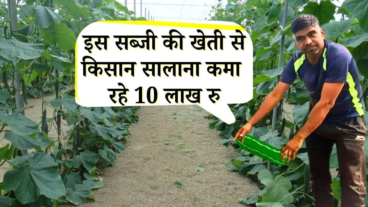 खीरा की खेती