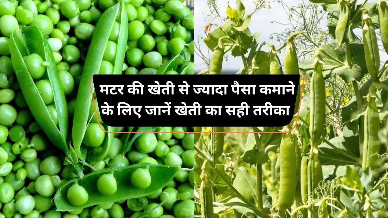 मटर की किस्में