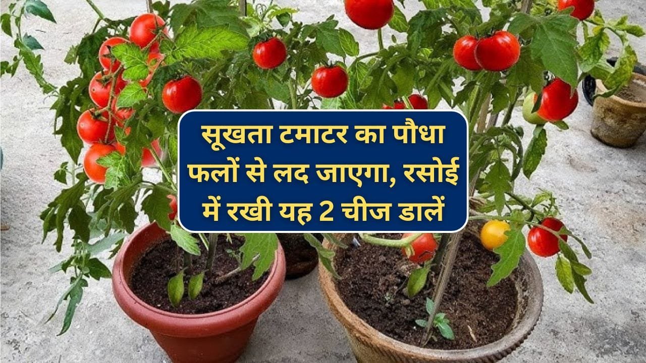 टमाटर के लिए खाद