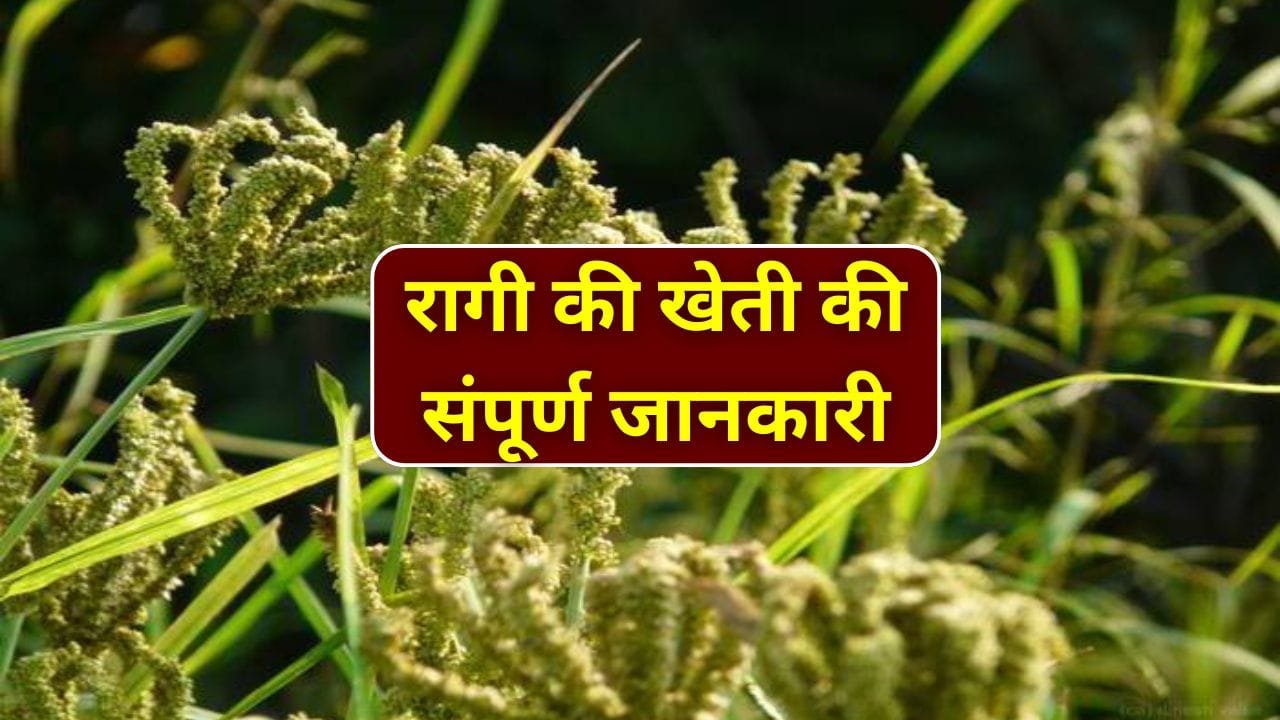 रागी की खेती