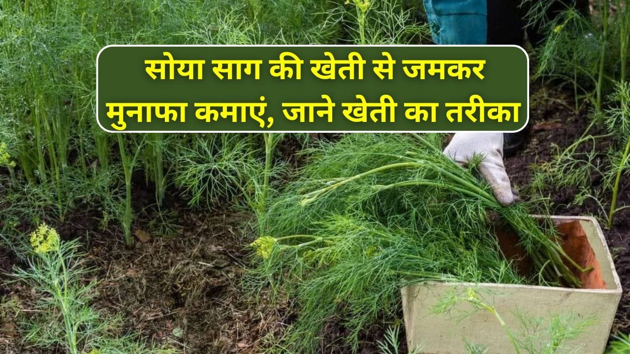 सोया के बीज कैसे अंकुरित होते है