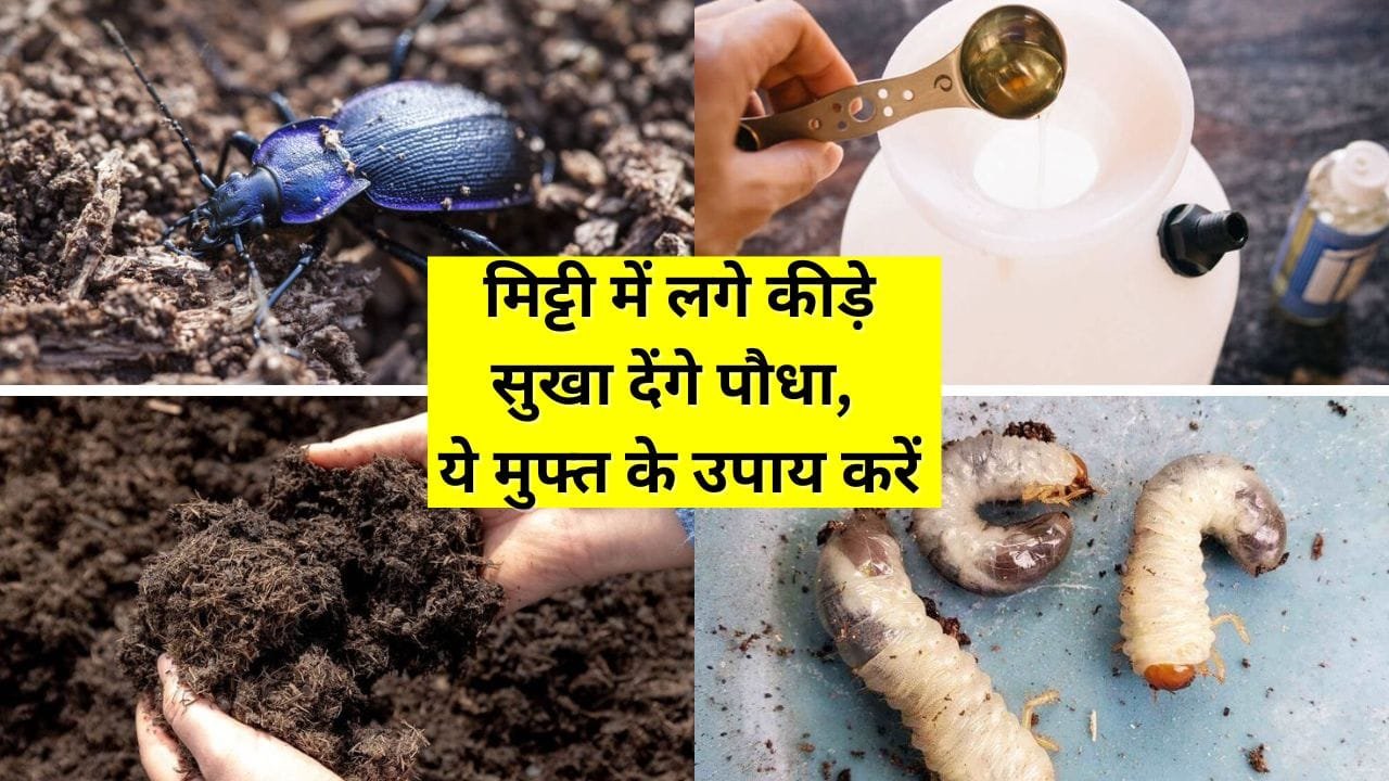 Mitti ke kido ke prakar