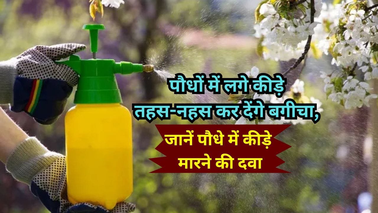 पेड़ों में कीड़े लगने की दवा