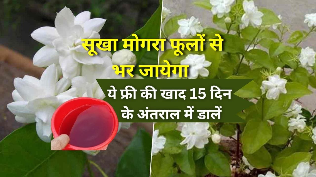 मोगरा के लिए खाद