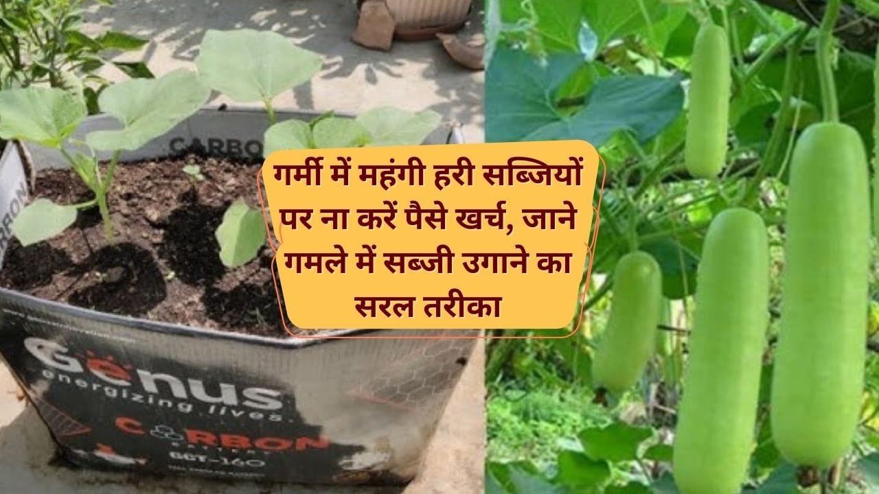 मार्च महीने में सब्जियां