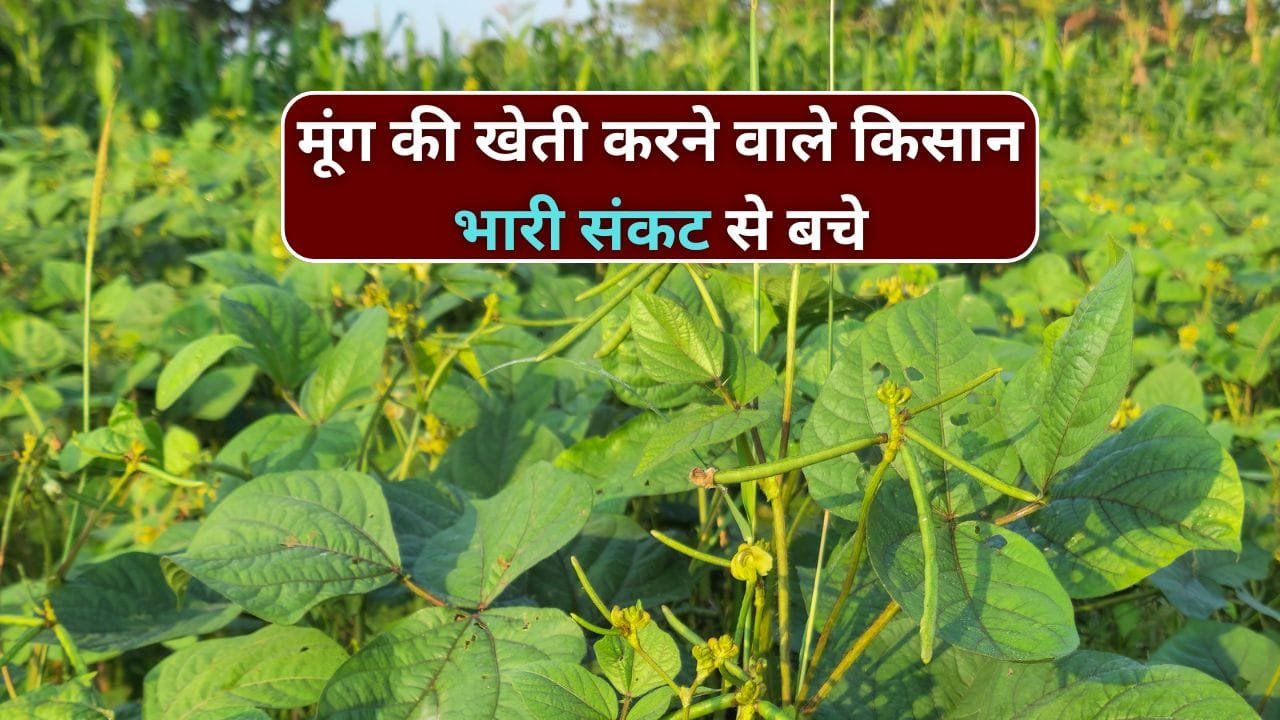 शाकनाशी दवा