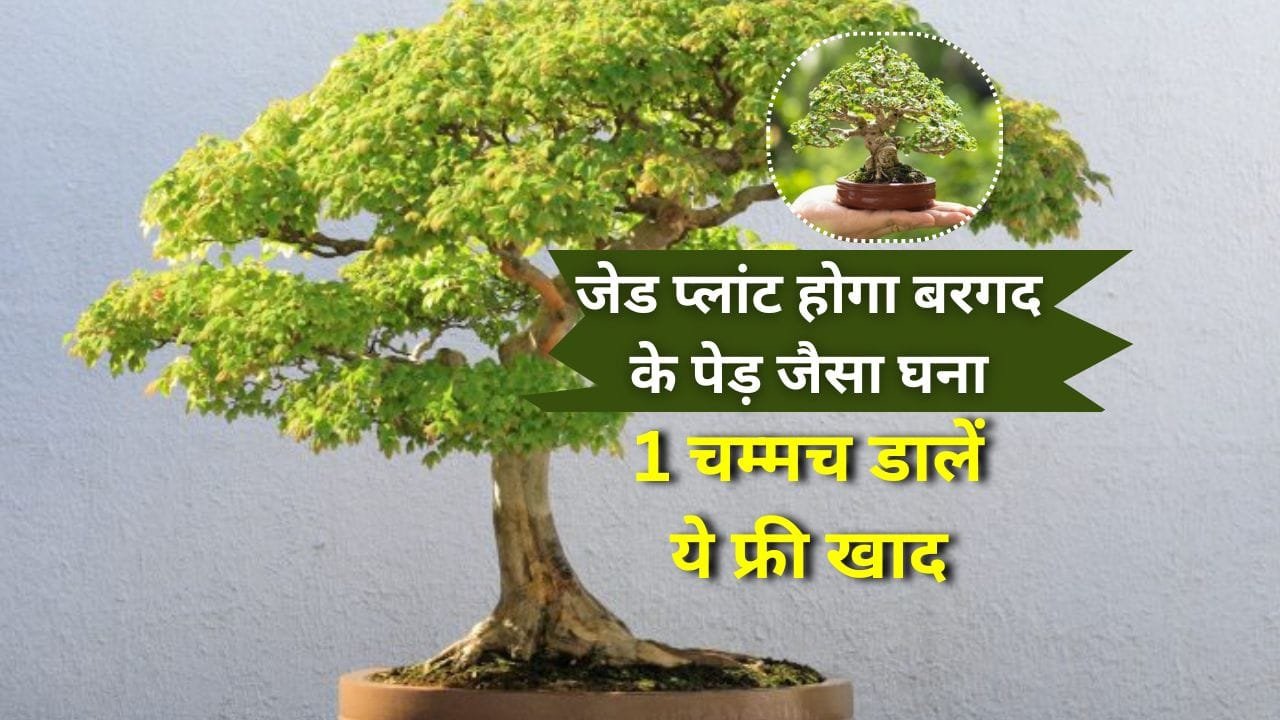 जेड प्लांट के लिए खाद