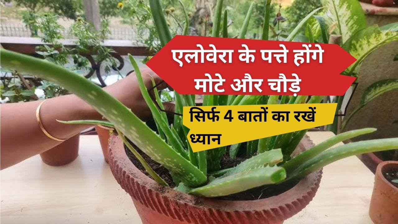 एलोवेरा के लिए खाद