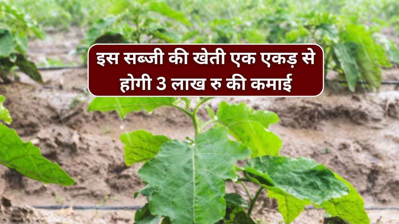 बैगन की खेती