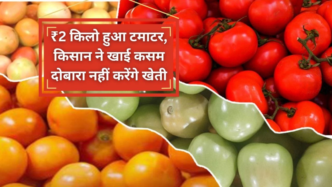 टमाटर की कीमत