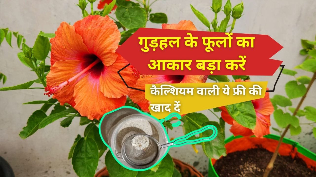 कैल्शियम वाली खाद