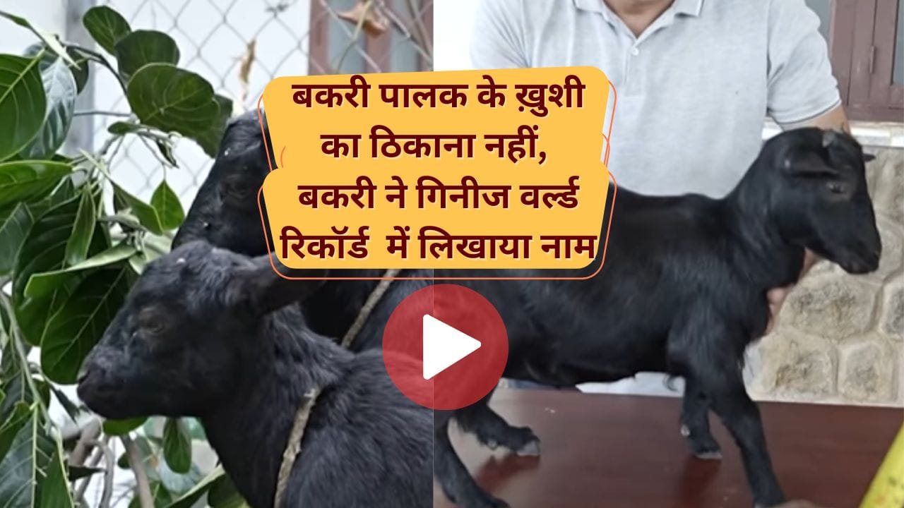 पिग्मी बकरी