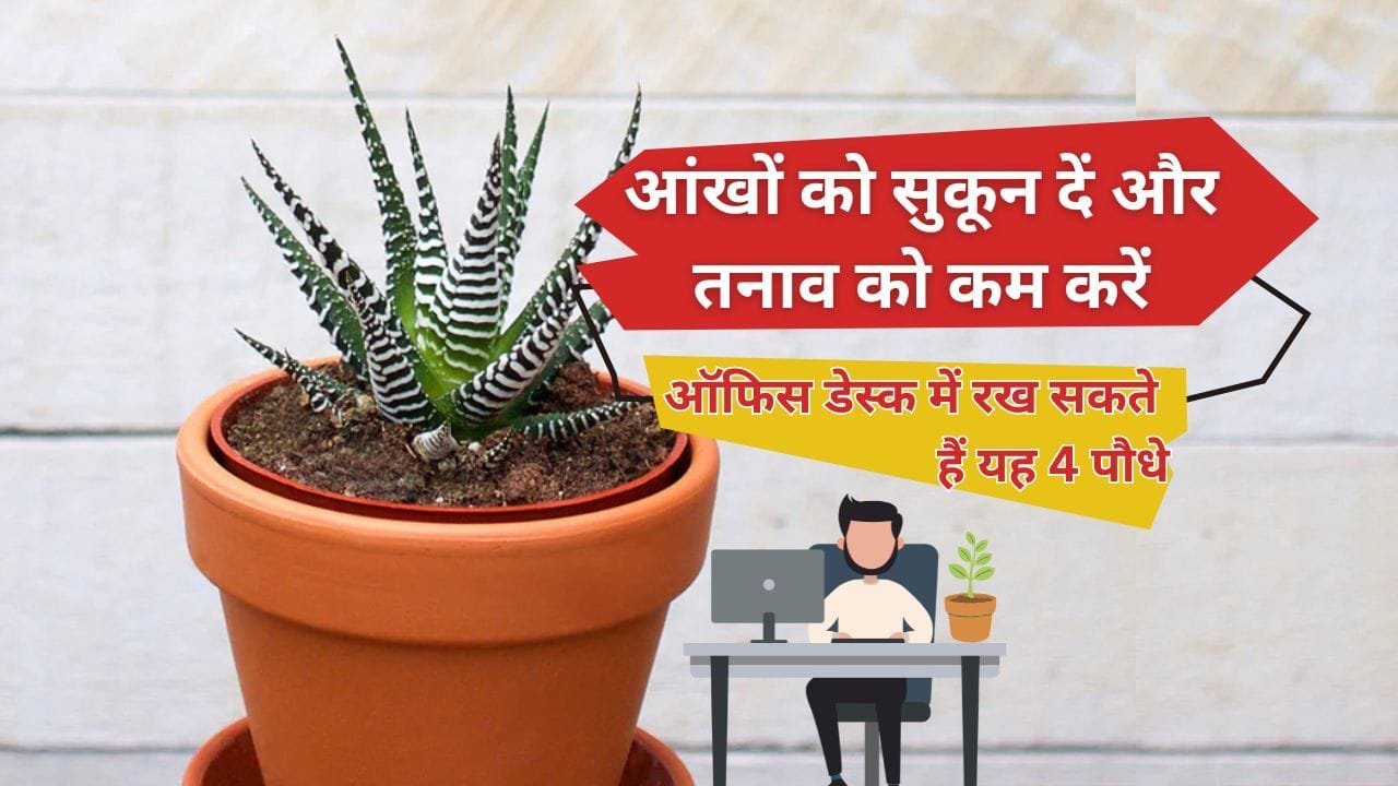 ऑफिस डेस्क के लिए पौधे