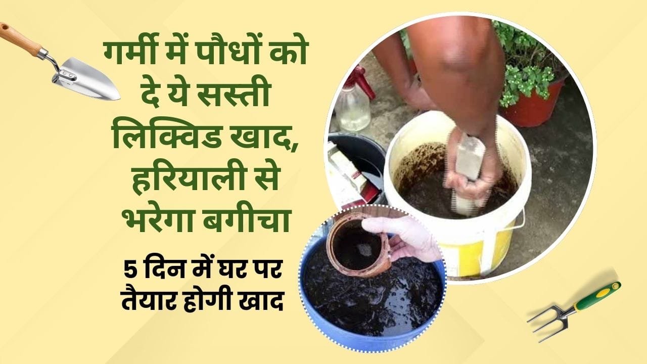 गर्मी के लिए लिक्विड खाद