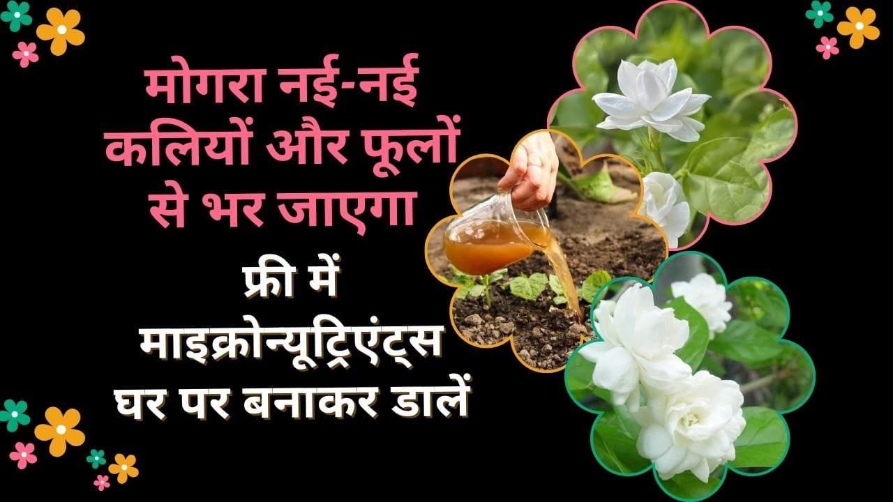 माइक्रोन्यूट्रिएंट्स कैसे बनाएं