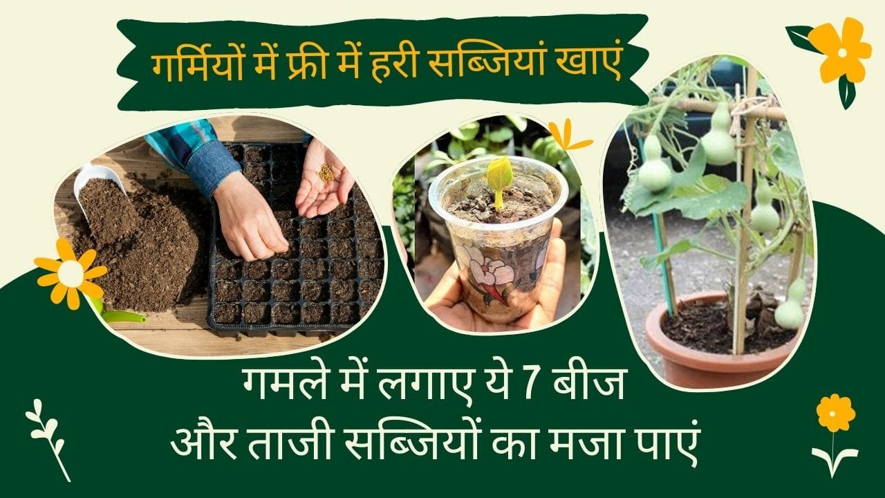 गर्मी में सब्जी गमले में लगाएं