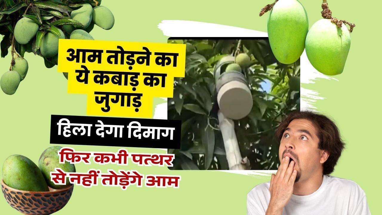 आम तोड़ने का जुगाड़