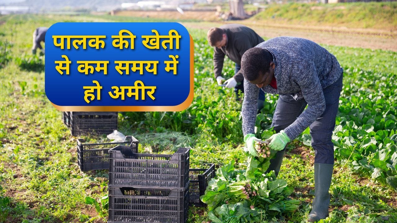 पालक की खेती