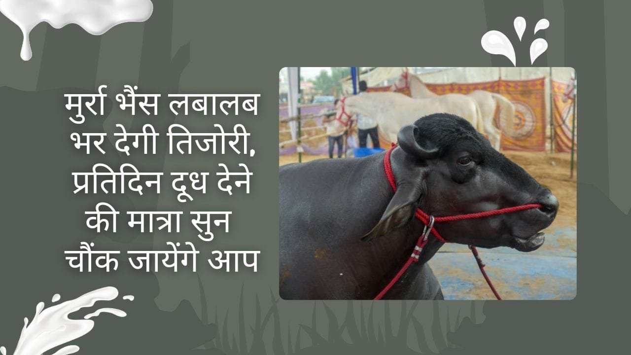 कैसे करें मुर्रा भैंस की पहचान?