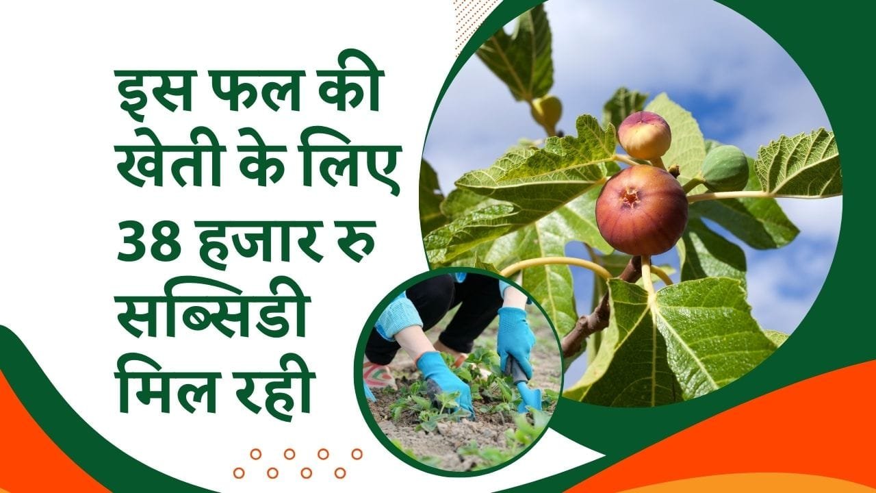 फल की खेती पर सब्सिडी
