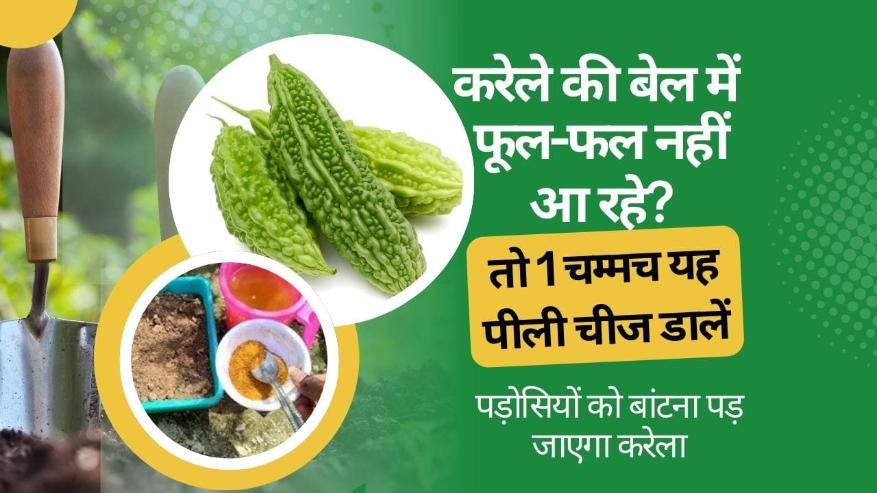 करेला के लिए खाद