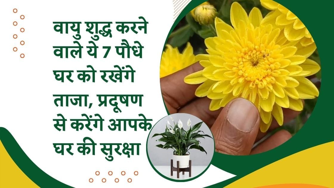 ये पौधे करेंगे वायु प्रदूषण को कम