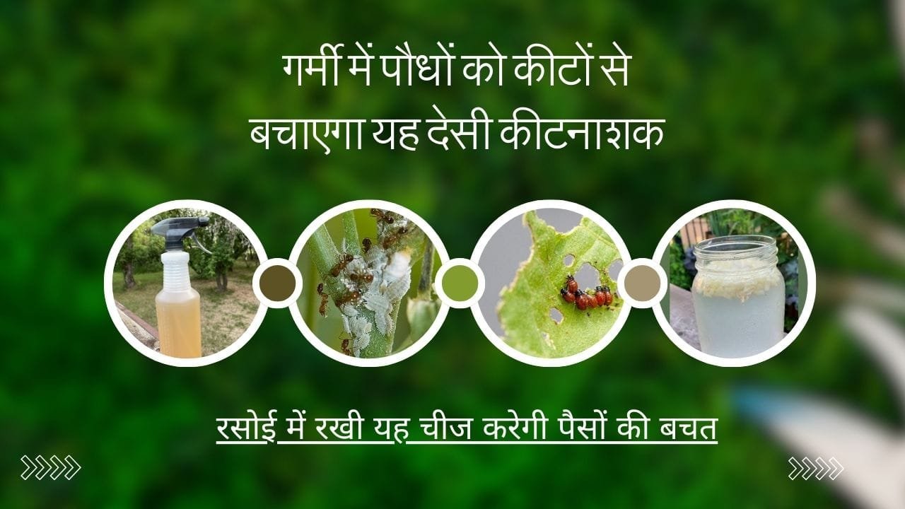 गर्मी में कीटों की समस्या