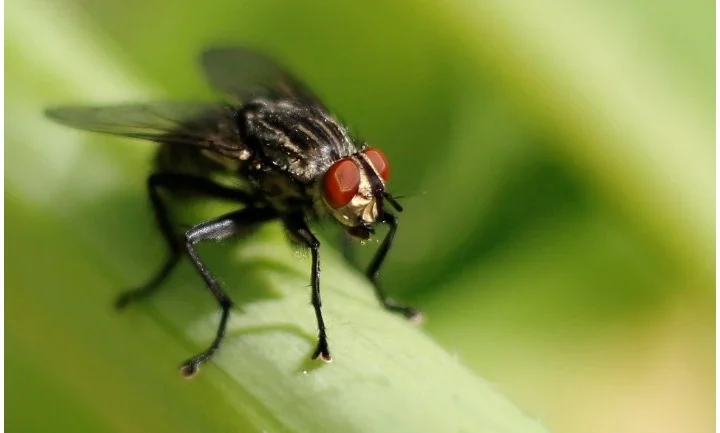 मक्खी भगाने का जुगाड़