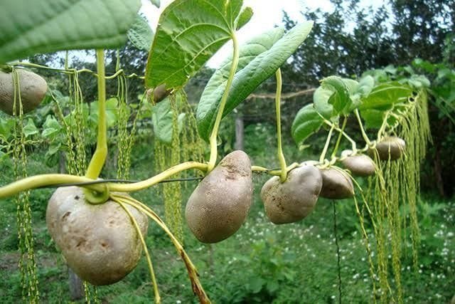 हवाईयन आलू