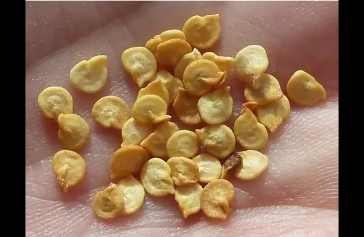 राष्ट्रीय बीज निगम