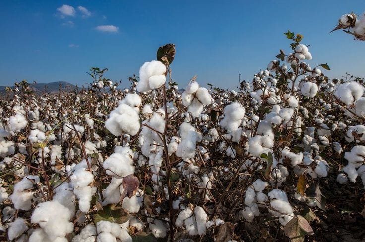 नरमा कपास